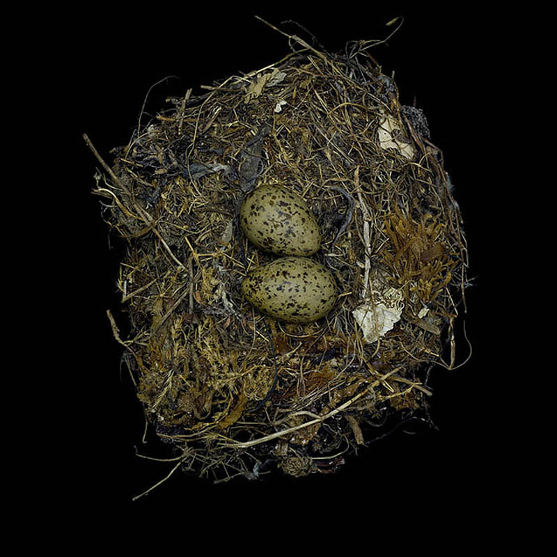 larus occidentalis sharon beals1       