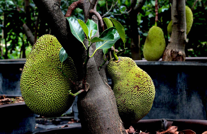 Экзотические фрукты