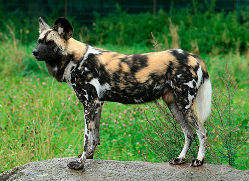 Гиеновидная собака (African Painted)