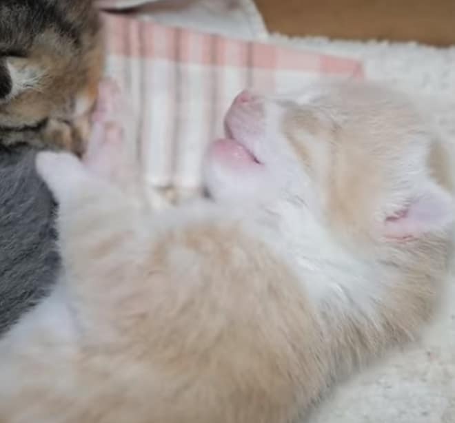 Спящий котенок Котенок лежит