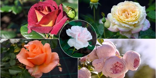 Lady Hillingdon rose
