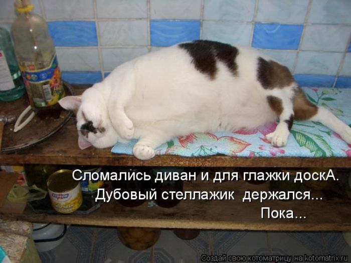 Лучшие котоматрицы недели (50 фото)