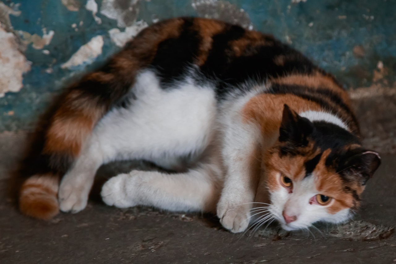 Кому настоящее кошачье счастье?! Кому настоящее кошачье счастье?!