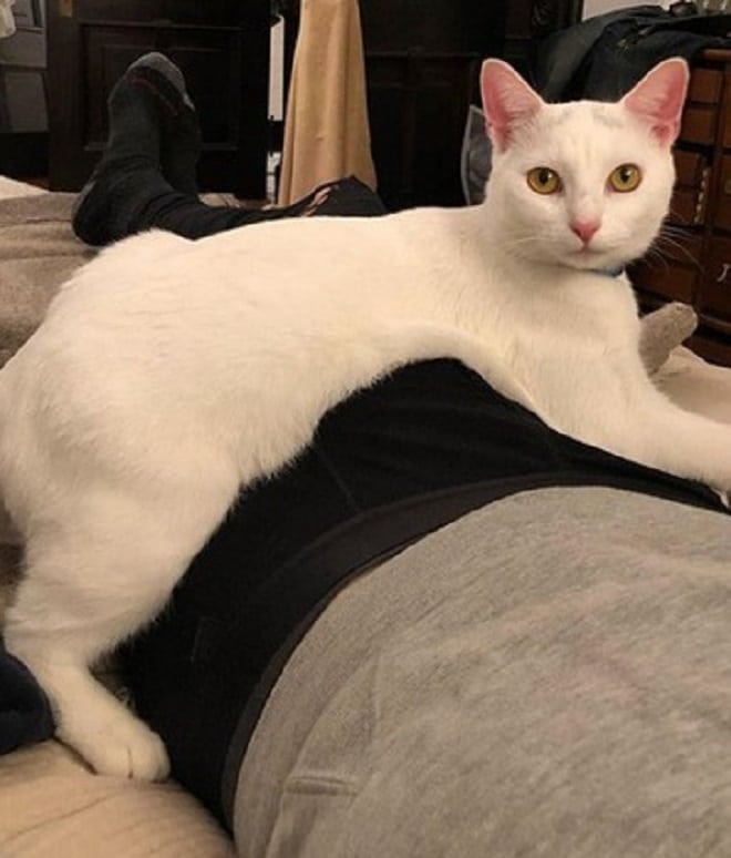 Кошка в доме Кошка лежит