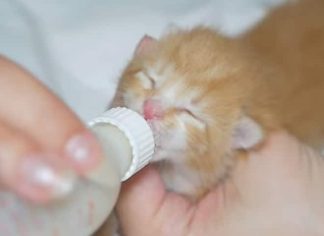 Котенка кормят Котенок кушает