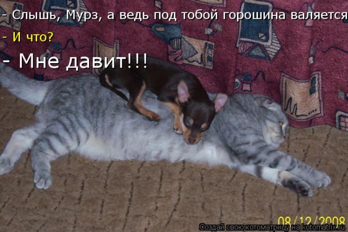 ����������� (49 ����)