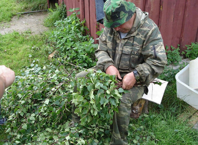 Когда лучше заготавливать березовый веник для бани. Какой веничек будет самым целебным