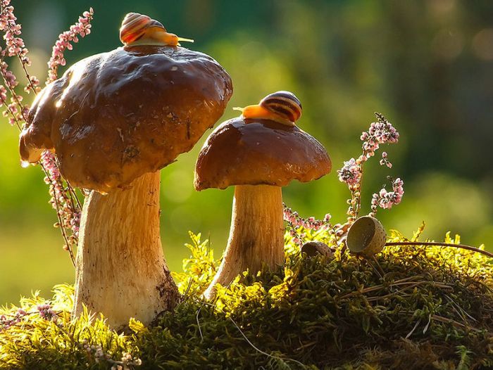 Удивительное — рядом (Фото) Удивительное — рядом…