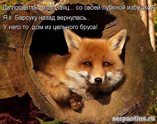 лиса вернулась к барсуку