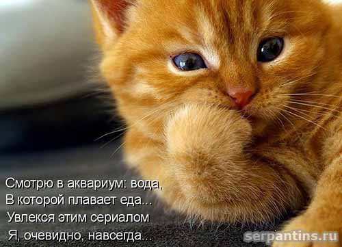 сериал про плавающую еду