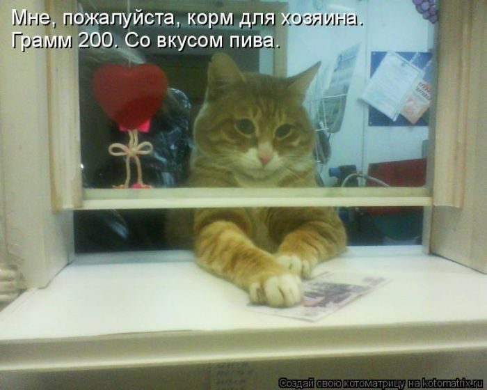 Лучшие котоматрицы недели