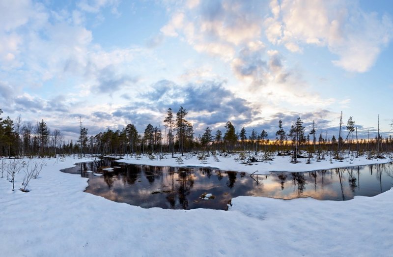 Болота ленинградской области, которые поражают своей красотой болото, природа, фотографии