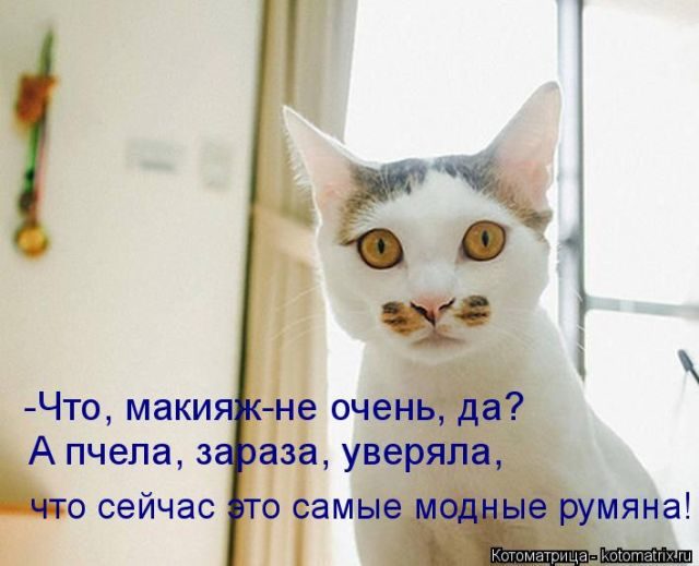 Смешные котоматрицы)) Смешные котоматрицы))
