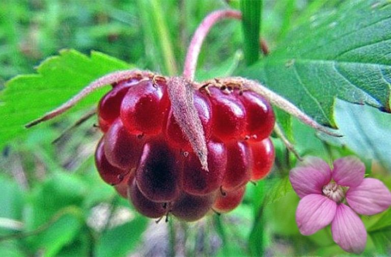 Диковинные ягоды в саду: четыре сорта, о которых вы никогда не слышали