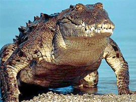 Крокодил. фото