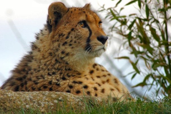 Дикие кошки (27 фото)