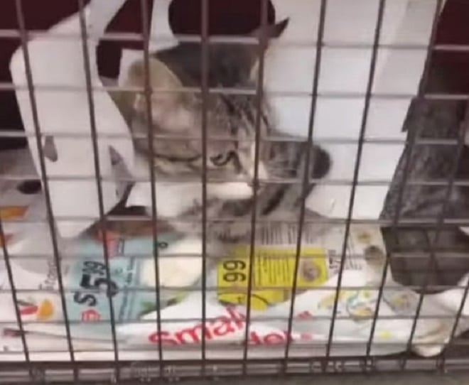 Кошка в клетке Кошка в ловушке