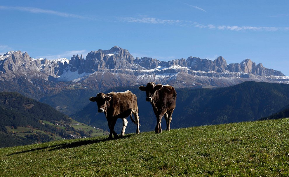 Буренки в Доломитовые Альпы на севере Италии