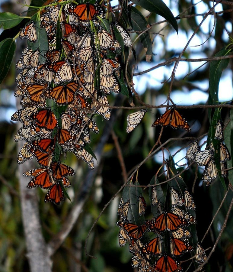 butterfly10 Миграция бабочек   монархов