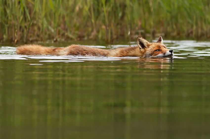 Лисы в дикой природе. Фотографии Roeselien Raimond фото, лисы, природа