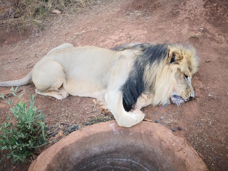 Фото © Akwaaba Predator Park