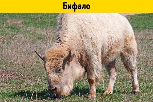 Помеси животных, о существовании которых вы не догадывались