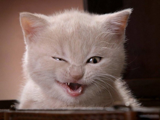 1 день из жизни кота Барсика 1 день из жизни кота Барсика