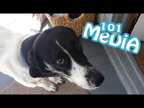 КОТ И ПЕС СМЕШНЫЕ СОБАКИ И КОТЫ 2017 ЭТИ МИЛЫЕ ЖИВОТНЫЕ Приколы про животных позитив 7 МИНУТ ПОЗИТИВ КОТ И ПЕС СМЕШНЫЕ СОБАКИ И КОТЫ 2017 ЭТИ МИЛЫЕ ЖИВОТНЫЕ Приколы про животных позитив 7 МИНУТ ПОЗИТИВ