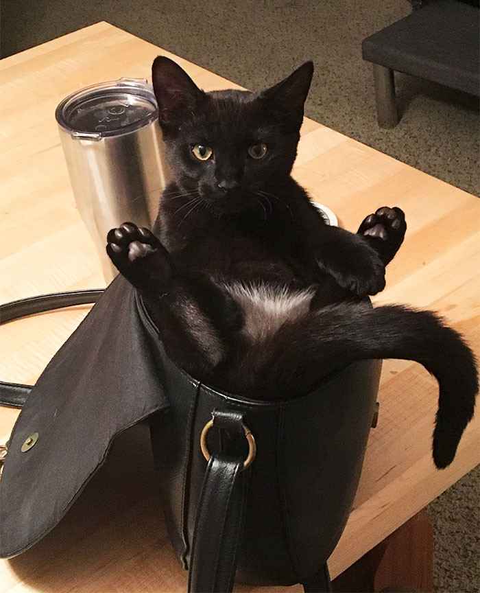 Наглая милота Наглая милота животные, забавно, котопост, коты, кошки, неожиданно, питомцы, юмор