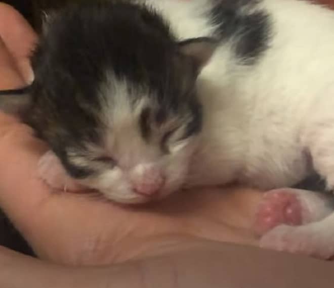Новорожденный котенок Котенок на ладошке