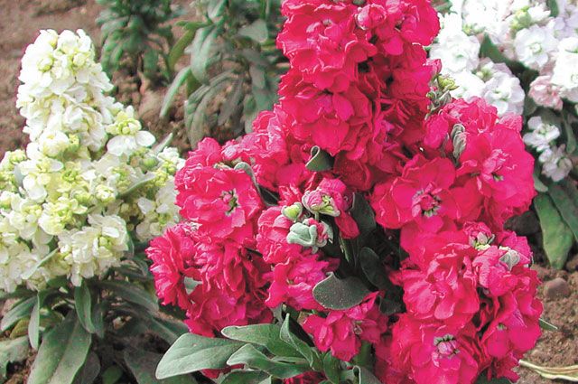 Выбираем душистые цветы для сада Выбираем душистые цветы для сада