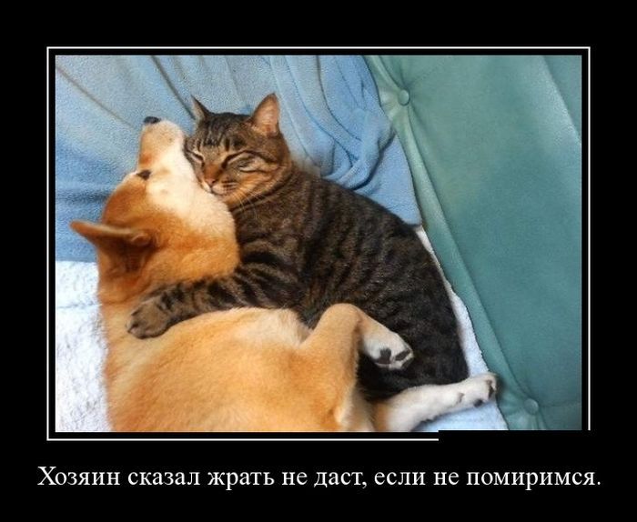Демотиваторы юмор, демотиваторы