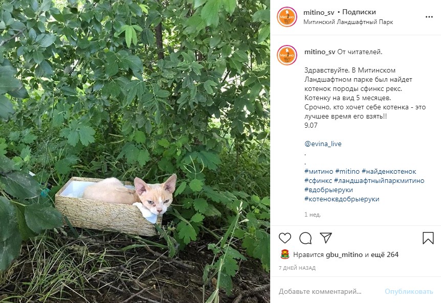 Сфинкс из Ландшафтного парка нашел новых хозяев