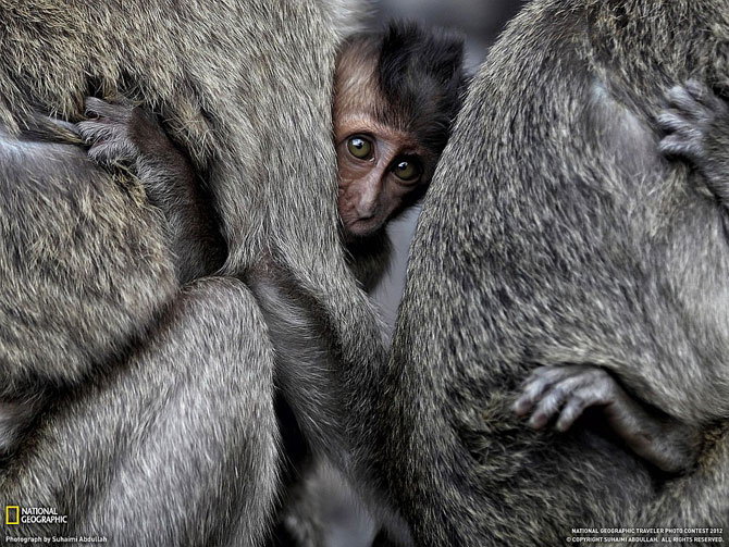 Лучшие фотографии июня 2012 от National Geographic