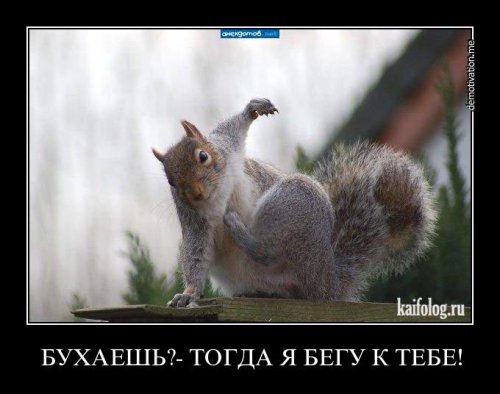 Демотиваторы - 110 (50 фото)