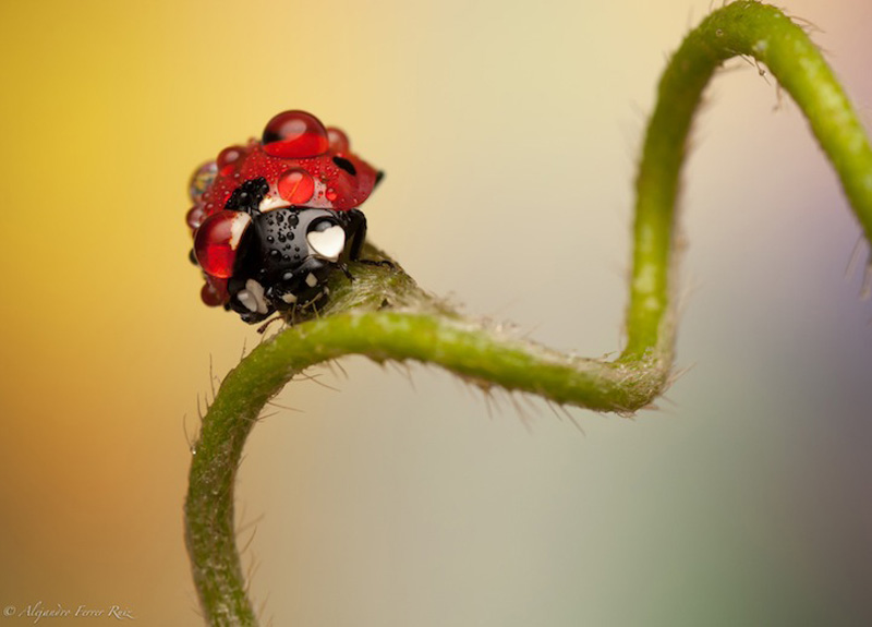 Ladybugs 10     