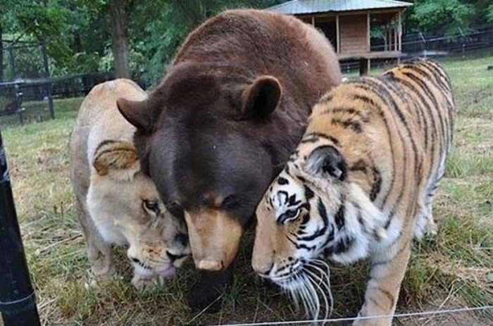 дружба между животными