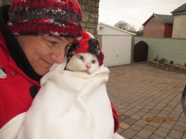 Сэр Тоби Тоблероне – кот, которому можно позавидовать Сэр Тоби Тоблероне – кот, которому можно позавидовать