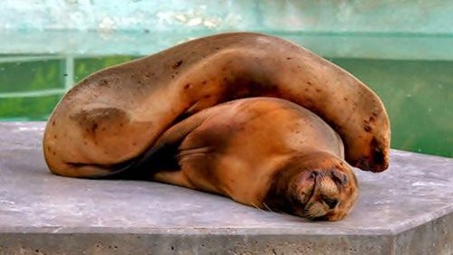 ПОЗИТИВ ПОЗИТИВНЫЙ. ЗВЕРЮШКИ-СПЛЮШКИ. Просмотр на сон грядущий. ПОЗИТИВ ПОЗИТИВНЫЙ. ЗВЕРЮШКИ-СПЛЮШКИ. Просмотр на сон грядущий.