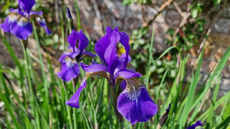 Iris Atropurpurea