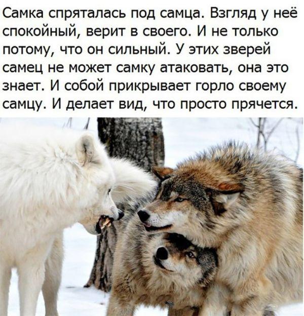 Прикольные картинки и фотографии с надписями (11 фото) Прикольные картинки и фотографии с надписями (11 фото)