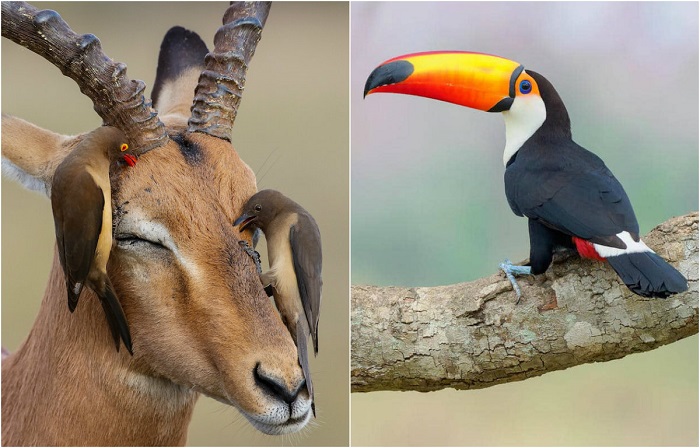 Лучшие фотографии пернатых, присланные на международный конкурс Bird Photographer of the Year