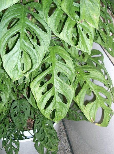 Монстера (Monstera)