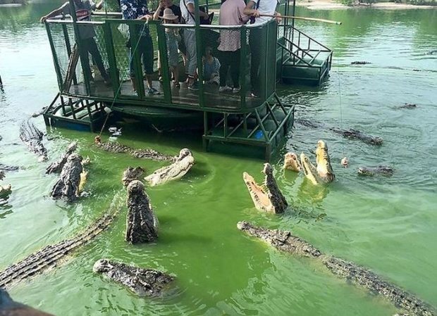 Крокодилья ферма для любителей острых ощущений