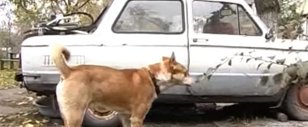 Джек с своим домом :-)