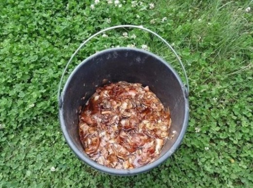 Луковая и чесночная шелуха продлевают жизнь огурцам