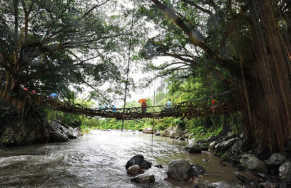    Jembatan Akar
