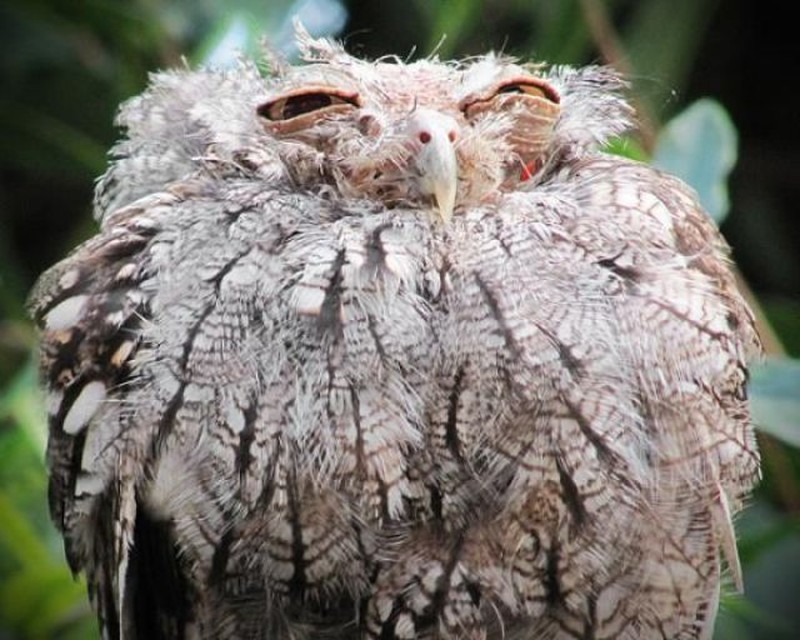 До кофе (pinterest.com) До кофе (pinterest.com) мимика, пернатые, птицы, сова