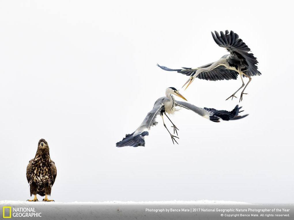 33 fotos, que a revista National Geographic chamou as melhores fotos de vida selvagem de 2017