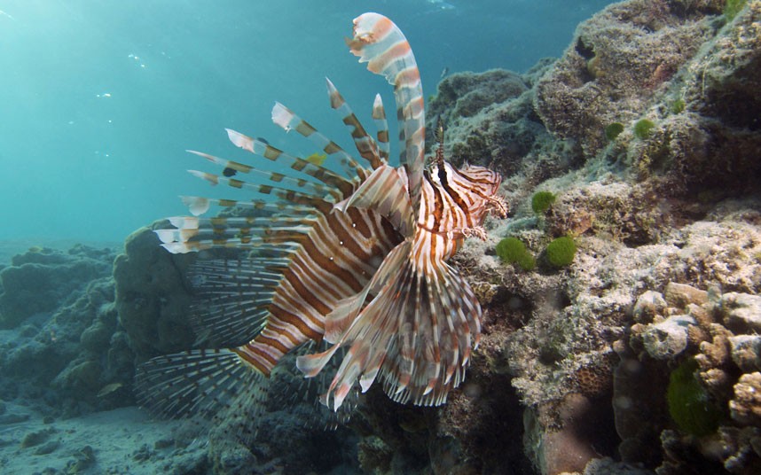 Explore coral reefs 20 Коралловые рифы в фотографиях